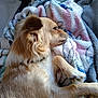 Princesse a rejoint le concours — aidez-le/la à gagner de superbes lots ! animal, blanket, canine, comfort, cozy, cute, cute_pet, dog, domestic, fur, indoor, mammal, pet, relaxation, resting, side_view, sleeping, snuggling, soft_texture, warm