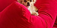Princesse participe au concours pour gagner de l'argent avec cette photo : animal, canine, comfortable, cozy, curious, cute, dog, domestic_animal, fluffy, furniture, home, indoor, living_room, pet, red_couch, red_cushions, relaxed, resting, small_dog, snuggled