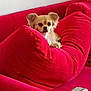 animal, canine, comfortable, cozy, curious, cute, dog, domestic_animal, fluffy, furniture, home, indoor, living_room, pet, red_couch, red_cushions, relaxed, resting, small_dog, snuggled