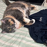 Choni joined the competition — help win amazing prizes! cat, bed, striped_bedspread, pillow, clothing, indoor, feline, relaxed, lying_down, domestic_animal, multicolored, whiskers, yellow_eyes, soft_fur, household_items, fabric, textile, casual, pet, resting