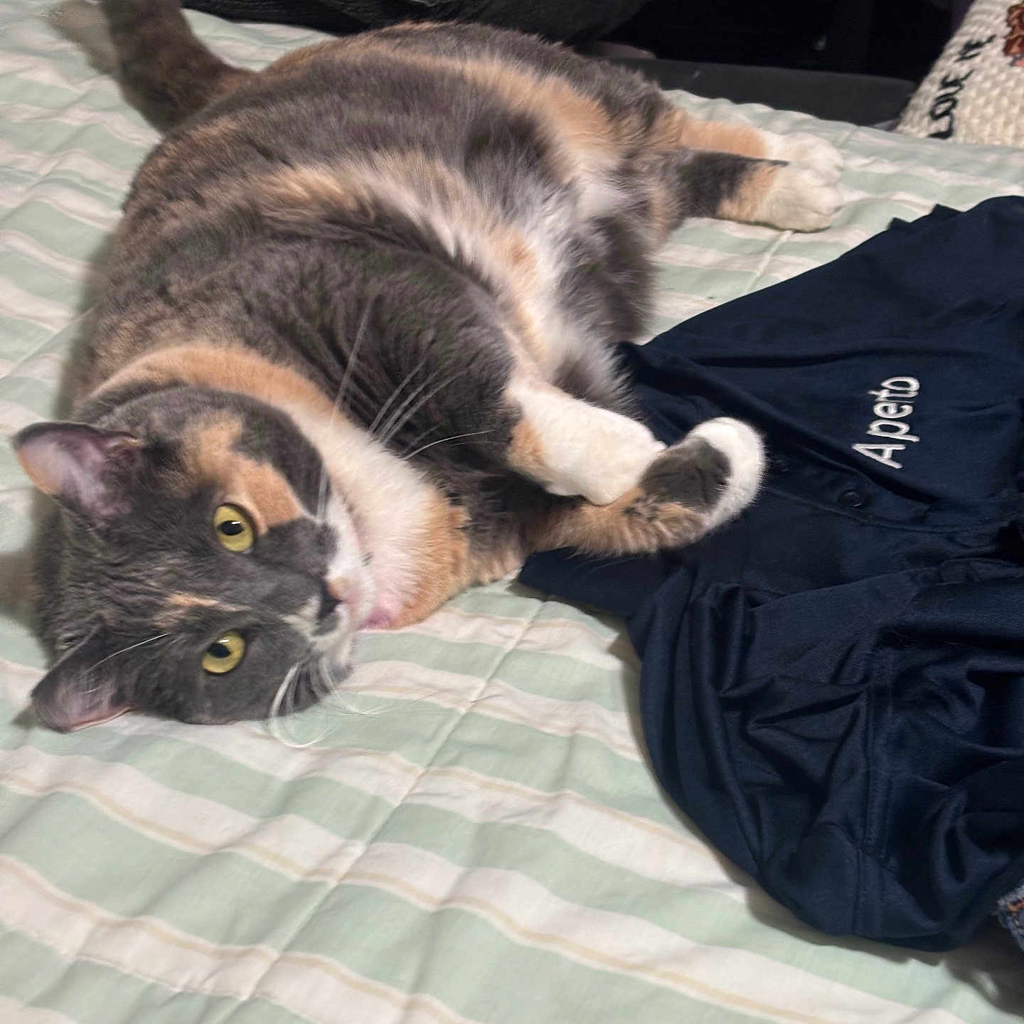 Choni joined the competition — help win amazing prizes! cat, bed, striped_bedspread, pillow, clothing, indoor, feline, relaxed, lying_down, domestic_animal, multicolored, whiskers, yellow_eyes, soft_fur, household_items, fabric, textile, casual, pet, resting