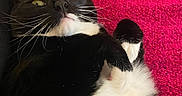 Boo joined the competition — help win amazing prizes! cat, black_and_white, tuxedo_cat, pet, animal, feline, whiskers, lying_down, pink_blanket, knitted_blanket, indoor, cute, fur, close_up, relaxed, paw, sleepy, cozy, domestic_animal, portrait