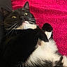 cat, black_and_white, tuxedo_cat, pet, animal, feline, whiskers, lying_down, pink_blanket, knitted_blanket, indoor, cute, fur, close_up, relaxed, paw, sleepy, cozy, domestic_animal, portrait