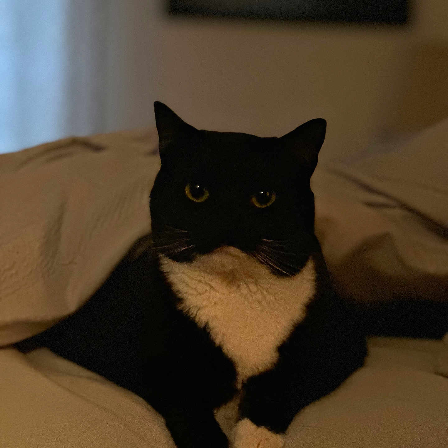 Boo