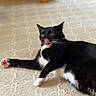 Boo is registered to the contest to win money with this photo: cat, black_and_white_cat, lying_down, carpet, indoor, pet, animal, tongue_out, playful, feline, whiskers, paws, relaxed, cute, mammal, domestic_animal, fur, resting, household, cute_pet