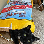 Boo is registered to the contest to win money with this photo: cat, tuxedo_cat, bag, cardboard, food_bag, curious, pet, whiskers, carpet, indoor, green_eyes, black_and_white, playful, animal, feline, close_up, floor, hiding, resting, cute