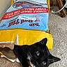 cat, tuxedo_cat, bag, cardboard, food_bag, curious, pet, whiskers, carpet, indoor, green_eyes, black_and_white, playful, animal, feline, close_up, floor, hiding, resting, cute