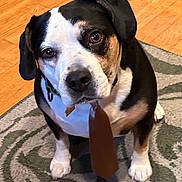 Papi joined the competition — help win amazing prizes! animal, black_and_white, brown_tie, canine, carpet, collar, cute, dog, domestic_animal, ears, floor, fur, indoor, looking_up, paws, pet, portrait, sitting, tie, wood_floor