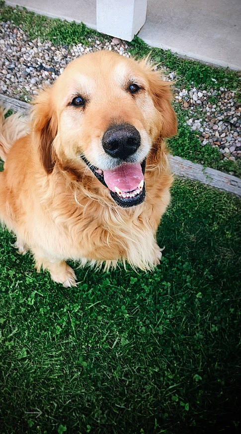 Copper joined the competition — help win amazing prizes! canidae, carnivore, companion_dog, dog, dog_breed, fawn, golden_retriever, grass, hovawart, labrador_retriever, mammal, puppy, retriever, sporting_group, vertebrate