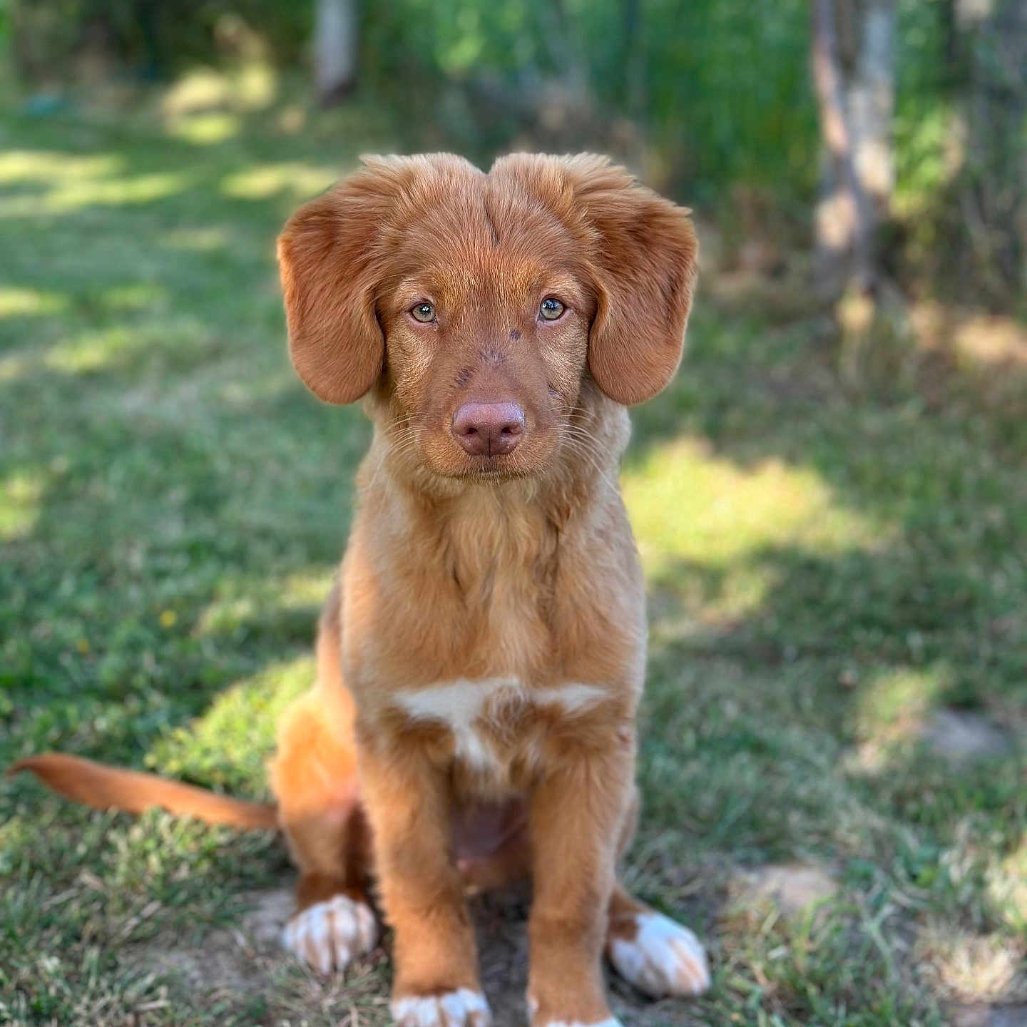 Abby participe au concours pour gagner de l'argent avec cette photo : animal, blurred_background, brown_fur, canine, cute, dog, ears, fur, grass, greenery, nature, outdoor, pet, portrait, puppy, sitting, sunlight, tail, white_paws, young_dog
