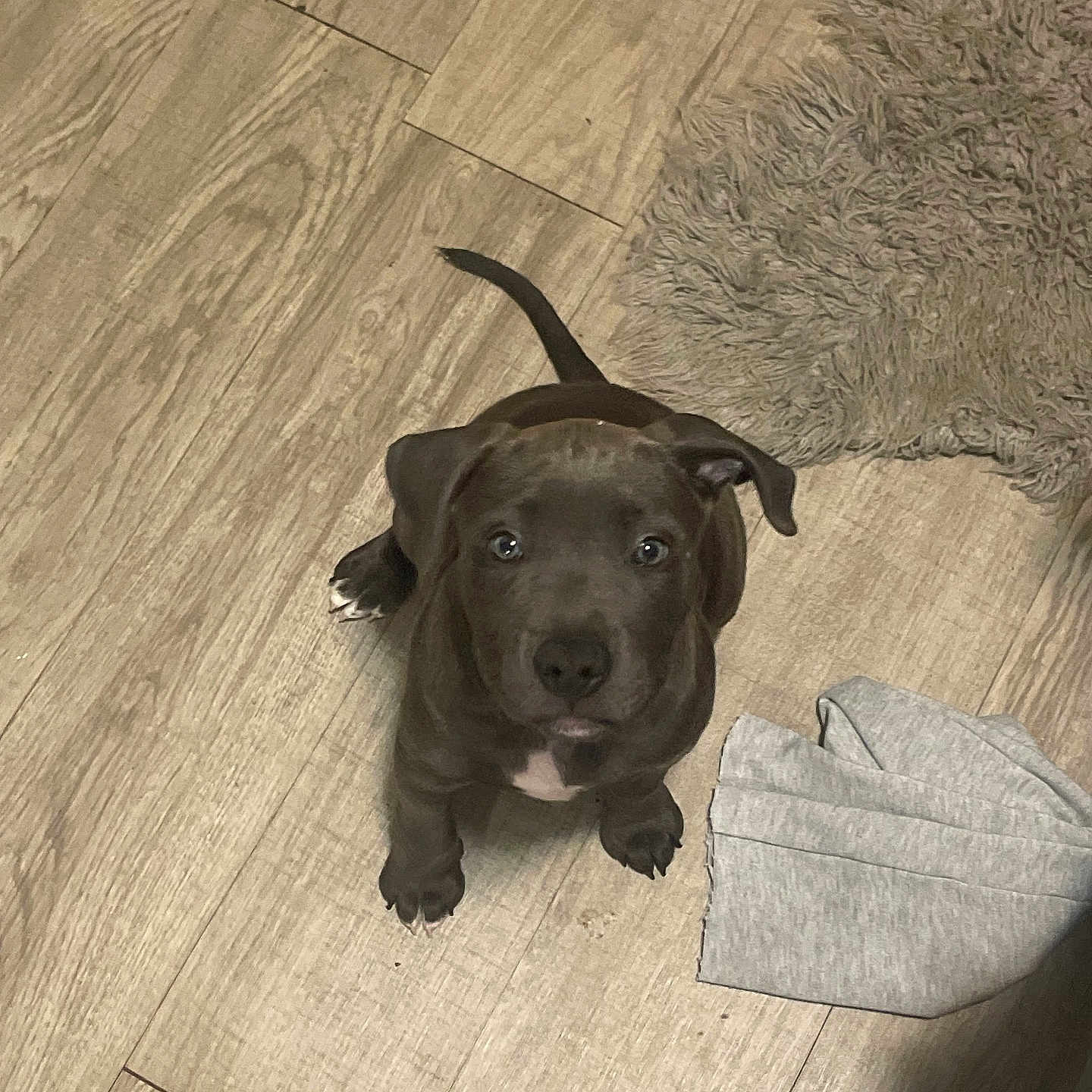 Diamond is registered to the contest to win money with this photo: animal, brown_puppy, canine, companion, curious, cute, dog, domestic_animal, floor, flooring, fur, indoor, looking_up, pet, playful, puppy, rug, small_dog, wooden_floor, young_dog