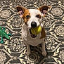 alert, animal, brown_and_white, carpet, companion, cute, dog, domestic, ears, floor, indoor, looking_at_camera, mammal, mouth, pet, playful, sitting, tennis_ball, toy, young_dog