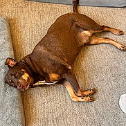 Gunner joined the competition — help win amazing prizes! dog, brown_dog, lying_down, carpet, dog_bed, pet, canine, relaxed, indoor, floor, animal, fur, resting, muzzle, ears, tail, paw, domestic_animal, companion, cute