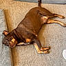 dog, brown_dog, lying_down, carpet, dog_bed, pet, canine, relaxed, indoor, floor, animal, fur, resting, muzzle, ears, tail, paw, domestic_animal, companion, cute