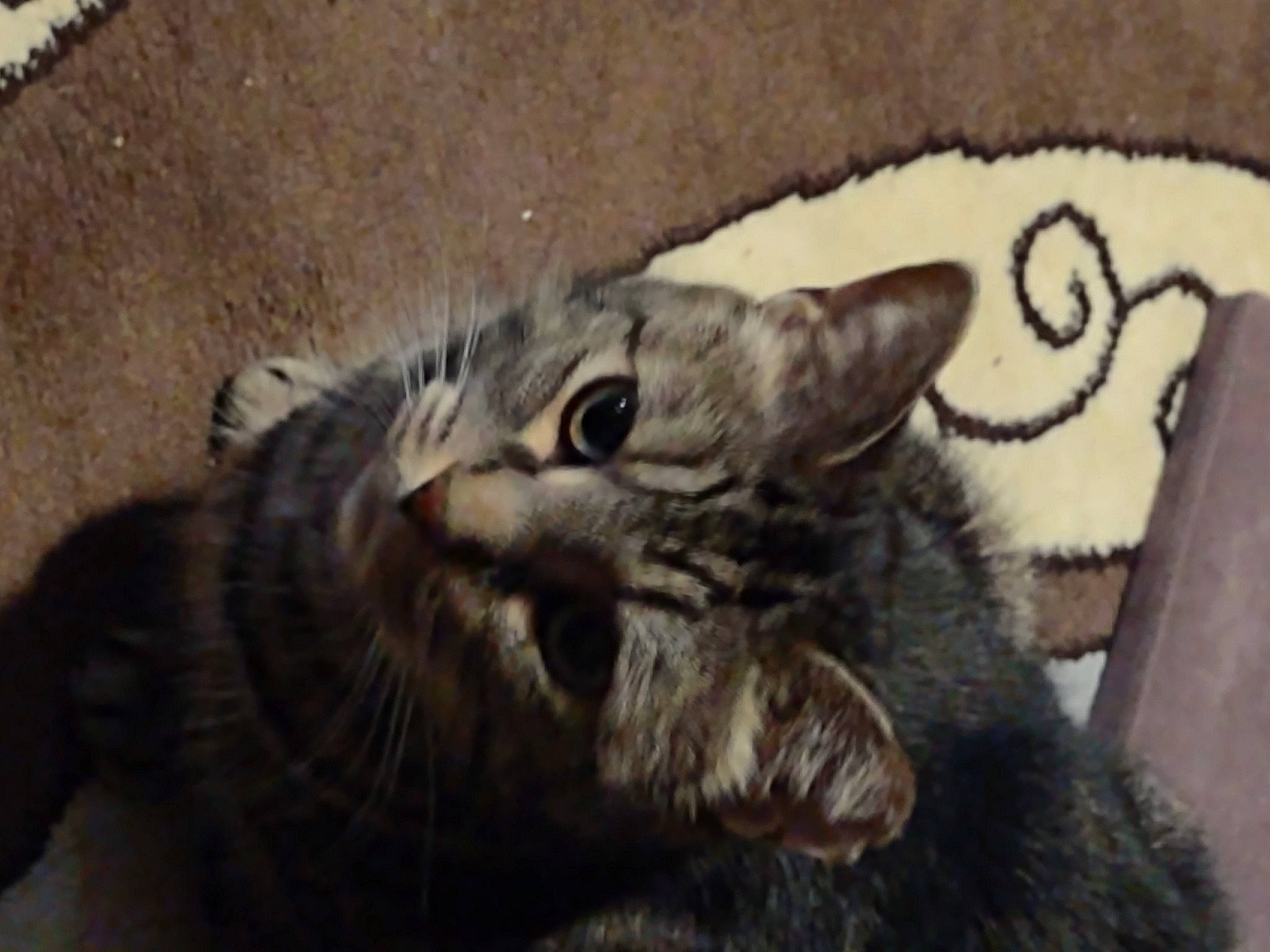 Capelli Corte joined the competition — help win amazing prizes! carnivore, cat, claw, domestic_short_haired_cat, fang, felidae, fur, paw, small_to_medium_sized_cats, snout, terrestrial_animal, whiskers, wildlife