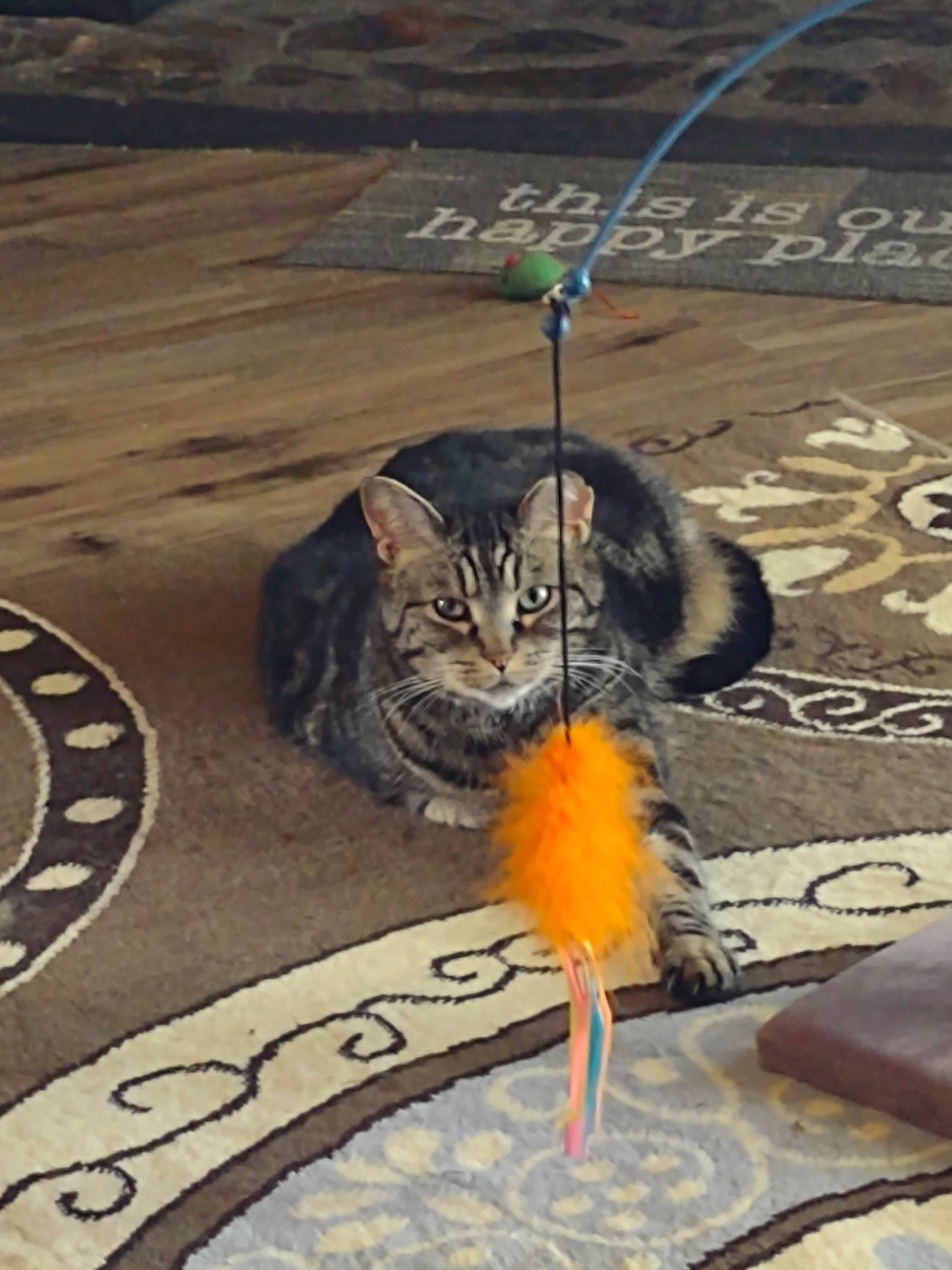 Capelli Corte is registered to the contest to win money with this photo: asphalt, carnivore, cat, domestic_short_haired_cat, felidae, floor, flooring, fur, grass, line, paw, plant, road_surface, sand, shadow, sidewalk, small_to_medium_sized_cats, tail, whiskers, wood