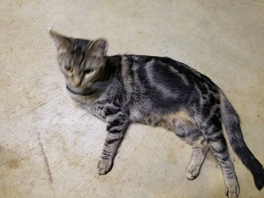 Capelli Corte is registered to the contest to win money with this photo: carnivore, cat, claw, domestic_short_haired_cat, felidae, fur, paw, small_to_medium_sized_cats, snout, tail, terrestrial_animal, whiskers