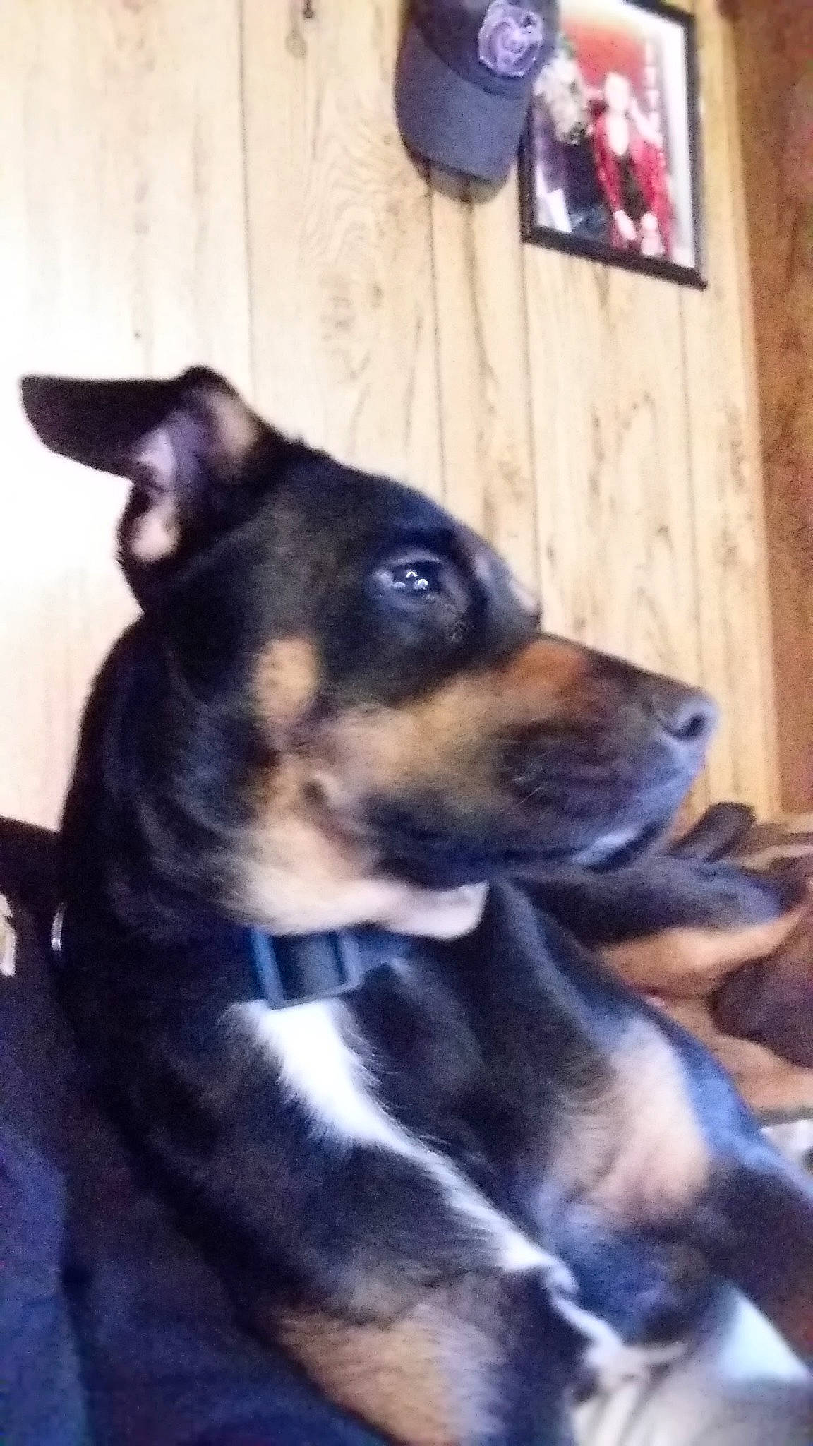 Miracle Ann is registered to the contest to win money with this photo: carnivore, collar, companion_dog, dog, dog_breed, ear, fur, guard_dog, snout, whiskers, working_animal, working_dog