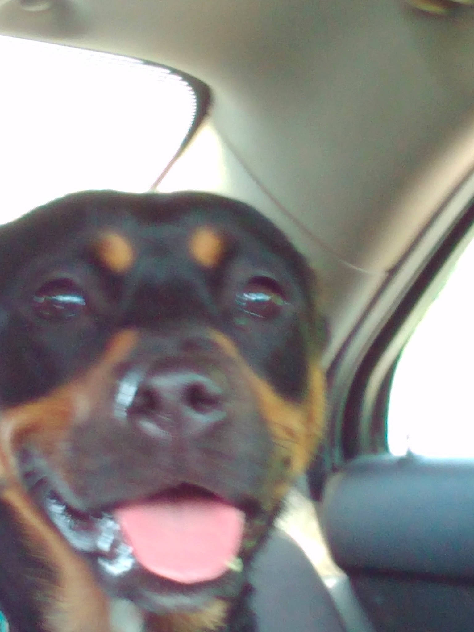 Miracle Ann is registered to the contest to win money with this photo: auto_part, canidae, carnivore, collar, companion_dog, dog, dog_breed, dog_collar, fawn, house, jaw, liver, rottweiler, snout, sporting_group, vehicle_door, whiskers, windshield, working_animal, working_dog