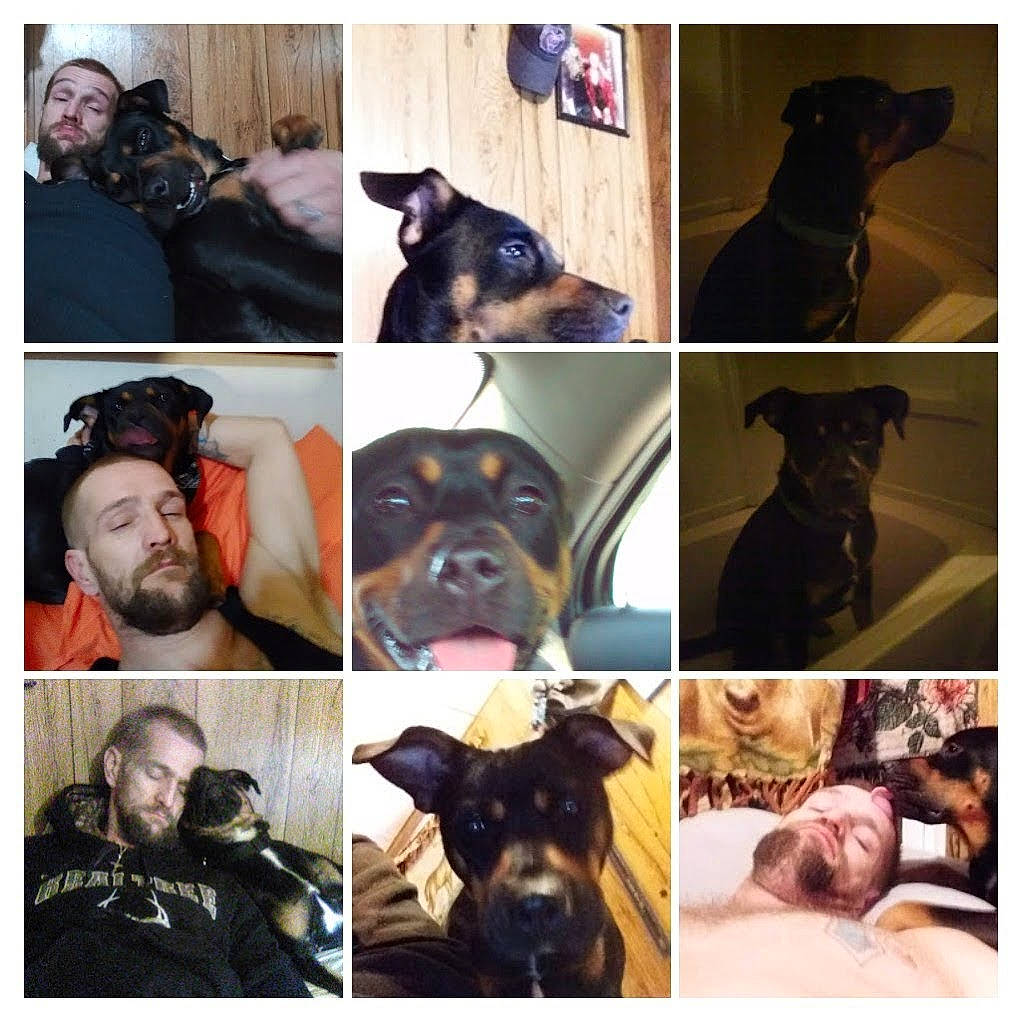 Miracle Ann joined the competition — help win amazing prizes! art, beauty, black, cameras_optics, carnivore, collage, companion_dog, cool, dog, dog_breed, fawn, flash_photography, happy, photograph, selfie, snapshot, snout, stock_photography, vertebrate, working_animal