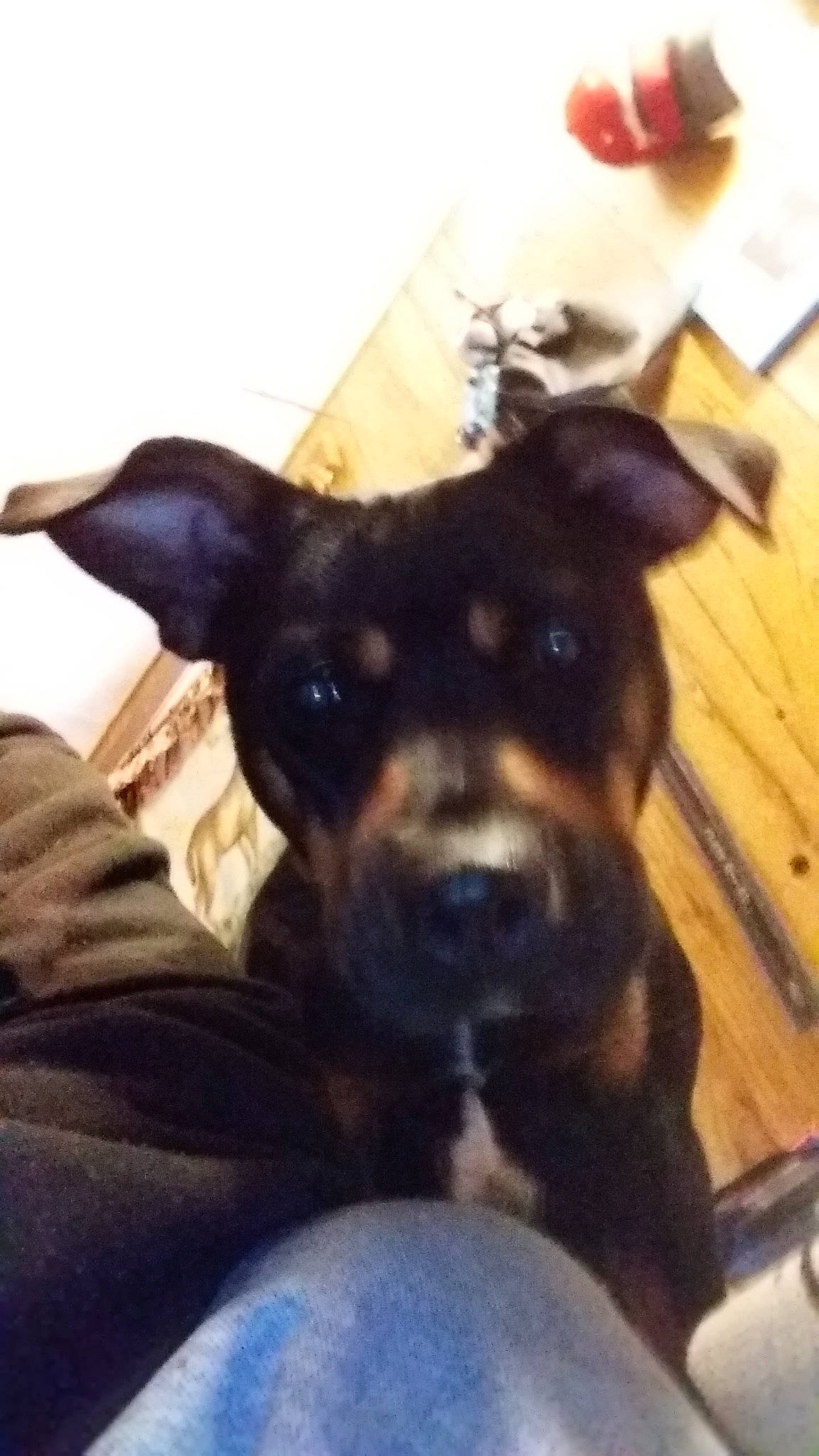 Miracle Ann is registered to the contest to win money with this photo: canidae, carnivore, comfort, companion_dog, dog, dog_breed, ear, fawn, guard_dog, hardwood, mammal, non_sporting_group, paw, puppy, sporting_group, toy_dog, whiskers, wood, working_animal, working_dog