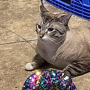 Handsome is registered to the contest to win money with this photo: cat, animal, pet, floor, tile, hat, sequin, colorful, blue, crate, indoor, feline, whiskers, relaxed, paw, striped, cute, domestic, fur, resting