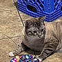 cat, tabby_cat, floor, tile, blue_crate, toy, glitter, colorful, indoor, pet, animal, whiskers, paws, curious, playful, domestic_cat, striped, resting, looking, closeup