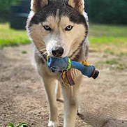 Prince a rejoint le concours — aidez-le/la à gagner de superbes lots ! husky, dog, animal, pet, blue_eyes, toy, outdoor, walking, canine, fur, muzzle, collar, nature, grass, ground, playful, close_up, portrait, focus, daylight