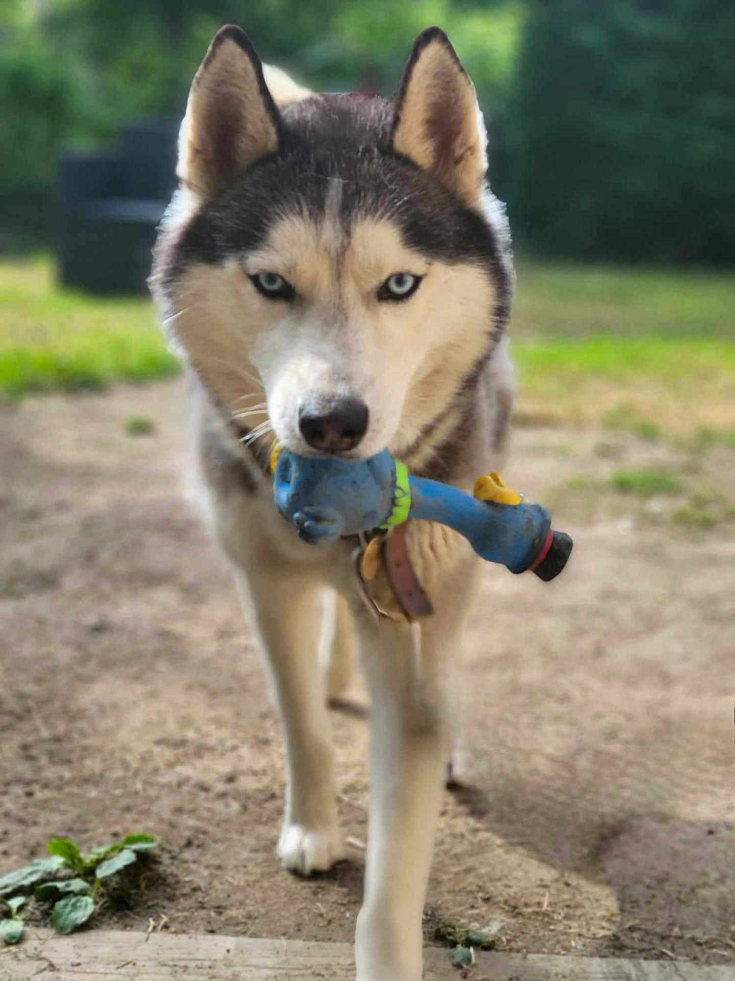 Prince a rejoint le concours — aidez-le/la à gagner de superbes lots ! husky, dog, animal, pet, blue_eyes, toy, outdoor, walking, canine, fur, muzzle, collar, nature, grass, ground, playful, close_up, portrait, focus, daylight