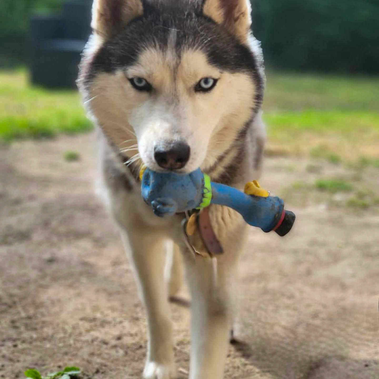 Prince Ski Sibérien