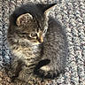 Blu is registered to the contest to win money with this photo: kitten, tabby, cat, pet, animal, fur, cute, small, indoor, carpet, texture, whiskers, ears, eyes, sitting, young, adorable, feline, domestic, curious