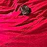 Blu joined the competition — help win amazing prizes! kitten, cat, red_blanket, pet, animal, fur, small, cute, indoor, resting, cozy, young, whiskers, ears, eyes, soft, texture, domestic, feline, comfortable
