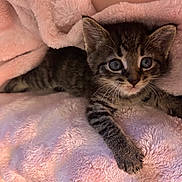 Blu is registered to the contest to win money with this photo: kitten, cat, feline, pet, animal, tabby, fur, whiskers, eyes, paw, blanket, pink, soft, cozy, cute, indoor, resting, young, small, comfort