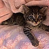 kitten, cat, feline, pet, animal, tabby, fur, whiskers, eyes, paw, blanket, pink, soft, cozy, cute, indoor, resting, young, small, comfort