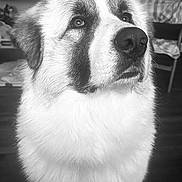 Samson joined the competition — help win amazing prizes! dog, fluffy, portrait, black_and_white, indoor, pet, canine, fur, closeup, animal, looking_up, expression, domestic, cute, muzzle, ears, eyes, snout, home, background_blur