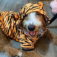 Sunny is registered to the contest to win money with this photo: dog, hoodie, tiger_stripes, tongue_out, happy, fur, indoor, floor, plush_toy, pet_clothing, brown_fur, white_fur, canine, paw, snout, cute, costume, relaxed, animal, pet