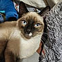 cat, siamese_cat, blue_eyes, pet, feline, animal, close_up, whiskers, fur, domestic_animal, indoor, cozy, blanket, plush_toy, resting, cute, relaxed, soft_texture, portrait, mammal