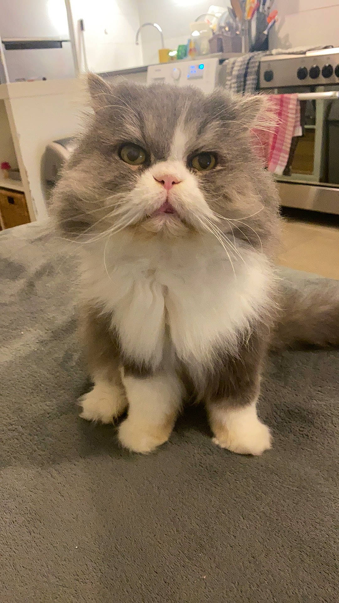 Gizmo