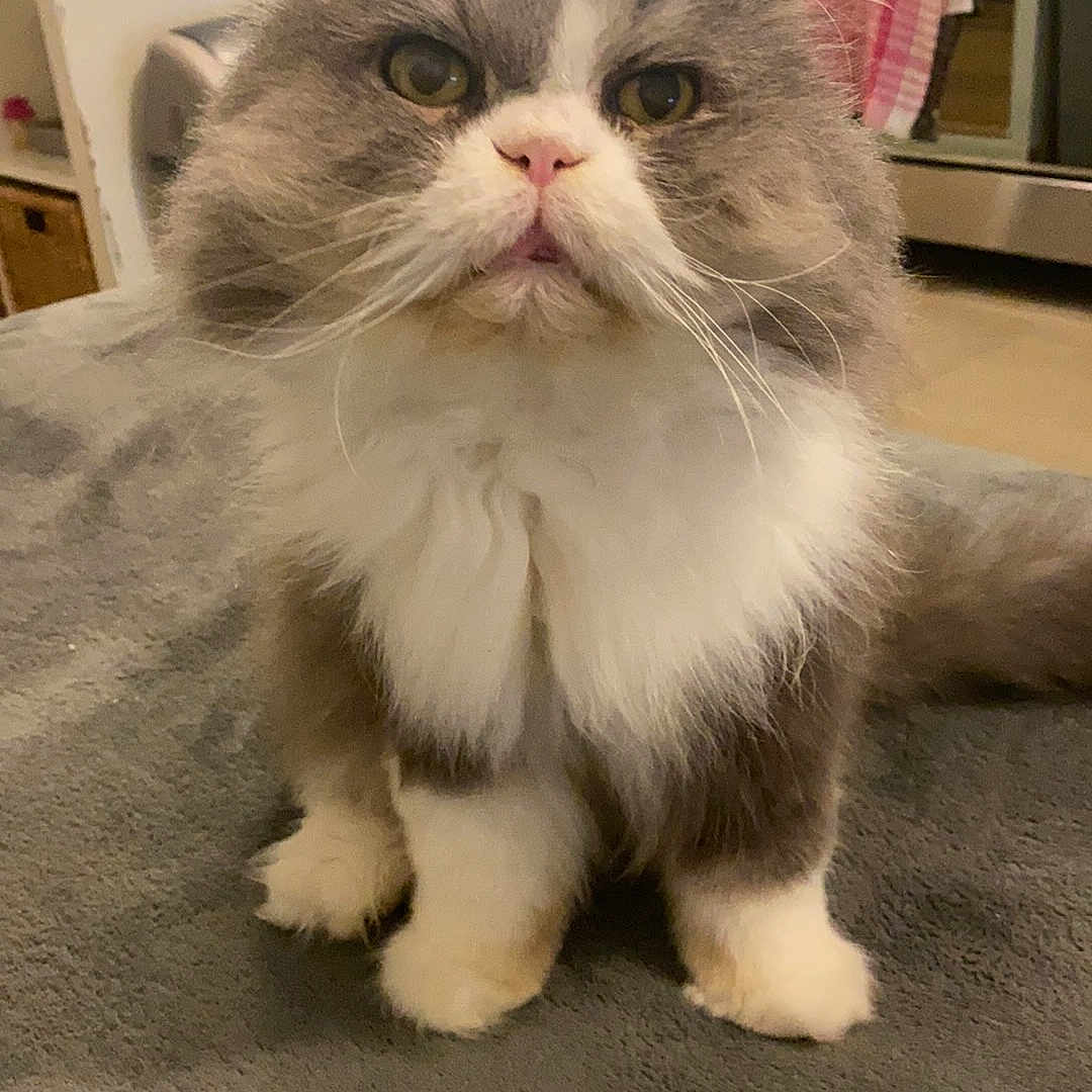 Gizmo