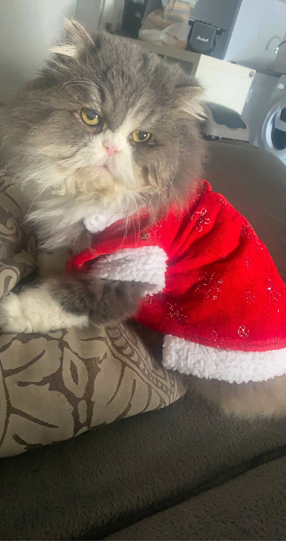 Gizmo a rejoint le concours — aidez-le/la à gagner de superbes lots ! british_longhair, carnivore, cat, event, fashion_accessory, fawn, felidae, fur, glasses, holiday, persian, small_to_medium_sized_cats, tail, textile, whiskers, white