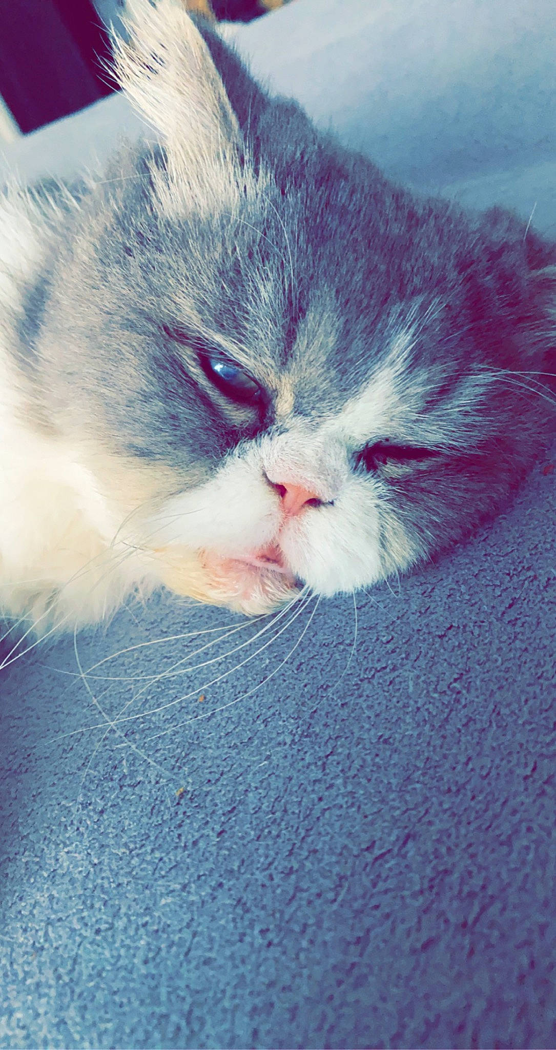 Gizmo participe au concours pour gagner de l'argent avec cette photo : carnivore, cat, comfort, domestic_short_haired_cat, electric_blue, eye, felidae, fur, nap, paw, sleep, small_to_medium_sized_cats, snout, terrestrial_animal, whiskers