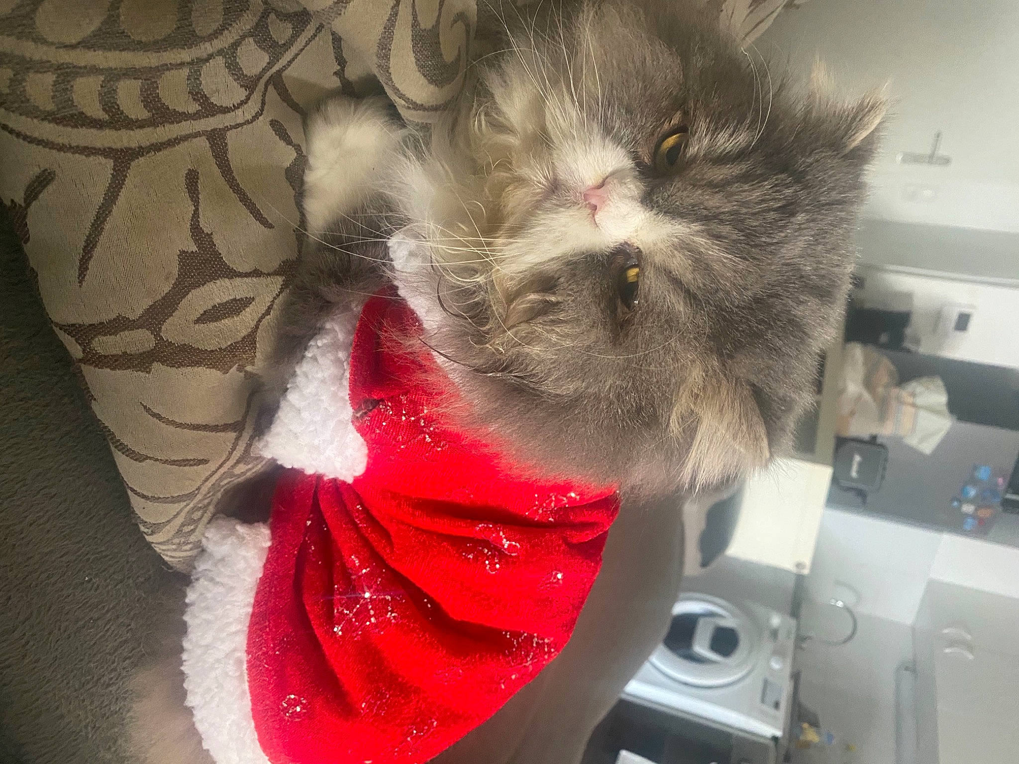 Gizmo participe au concours pour gagner de l'argent avec cette photo : carmine, carnivore, cat, claw, domestic_short_haired_cat, fawn, felidae, fur, grey, human_leg, pattern, paw, photo_caption, small_to_medium_sized_cats, snout, tail, temporary_tattoo, whiskers