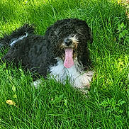 Juke a rejoint le concours — aidez-le/la à gagner de superbes lots ! animal, bodypart, canine, dog, field, grass, grassland, green, lawn, mouth, nature, outdoors, person, pet, plant, poodle, puppy, terrier, tongue, vegetation