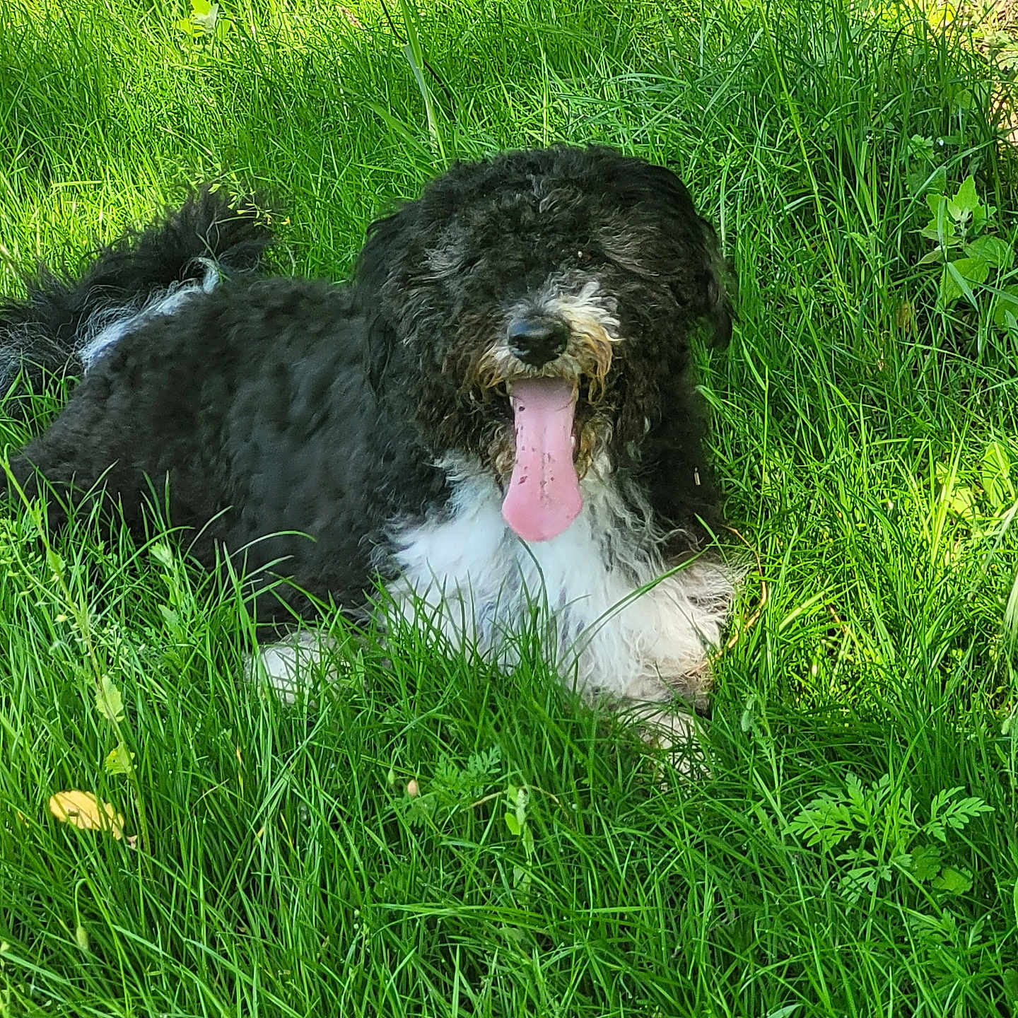 Juke a rejoint le concours — aidez-le/la à gagner de superbes lots ! animal, bodypart, canine, dog, field, grass, grassland, green, lawn, mouth, nature, outdoors, person, pet, plant, poodle, puppy, terrier, tongue, vegetation