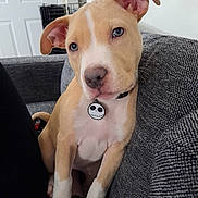 Mileena Jade joined the competition — help win amazing prizes! animal, blue_eyes, collar, couch, cute, dog, ears, front_paws, gray_fabric, home, indoor, jack_skellington, light, pet, puppy, relaxed, sitting, snout, tag, young_dog