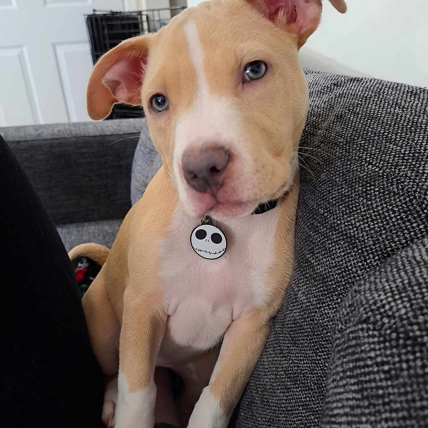 Mileena Jade joined the competition — help win amazing prizes! animal, blue_eyes, collar, couch, cute, dog, ears, front_paws, gray_fabric, home, indoor, jack_skellington, light, pet, puppy, relaxed, sitting, snout, tag, young_dog