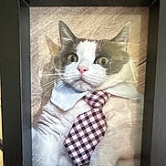 Jack participe au concours pour gagner de l'argent avec cette photo : cat, tie, collar, pet, portrait, indoor, framed_photo, wide_eyes, white_fur, gray_fur, close_up, business_attire, funny_expression, animal, domestic_cat, whiskers, pink_nose, reflection, fur_pattern, still_life