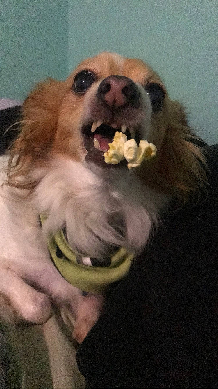 Sebastián is registered to the contest to win money with this photo: canidae, carnivore, companion_dog, dog, dog_breed, dog_supply, fawn, fur, german_spitz, gesture, happy, paw, pet_supply, smile, snout, spitz, sporting_group, toy_dog, whiskers, working_animal