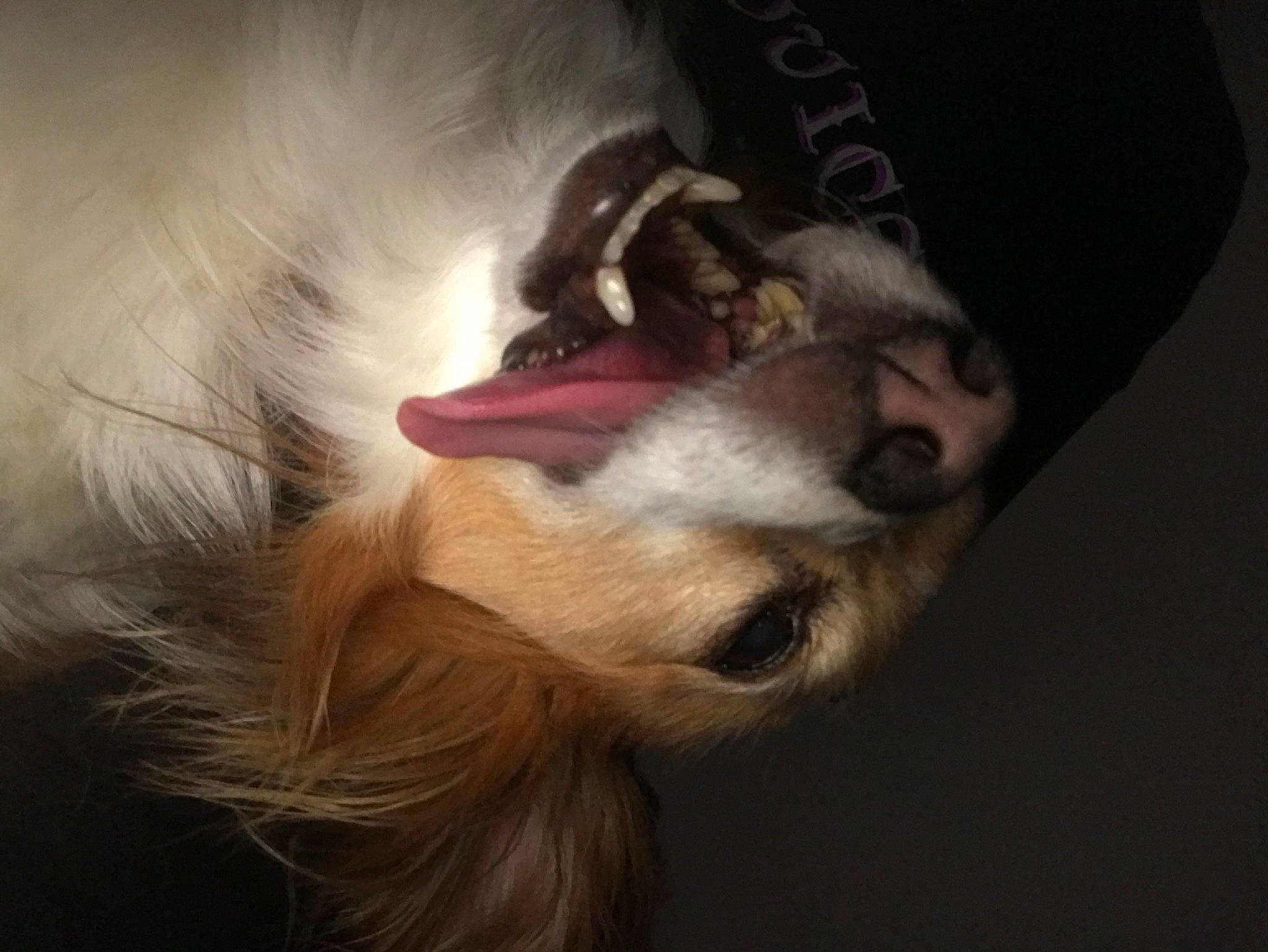 Sebastián joined the competition — help win amazing prizes! canidae, carnivore, cloud, comfort, companion_dog, dog, dog_breed, ear, fang, fawn, felidae, fur, nap, non_sporting_group, paw, small_to_medium_sized_cats, snout, sporting_group, toy_dog, whiskers