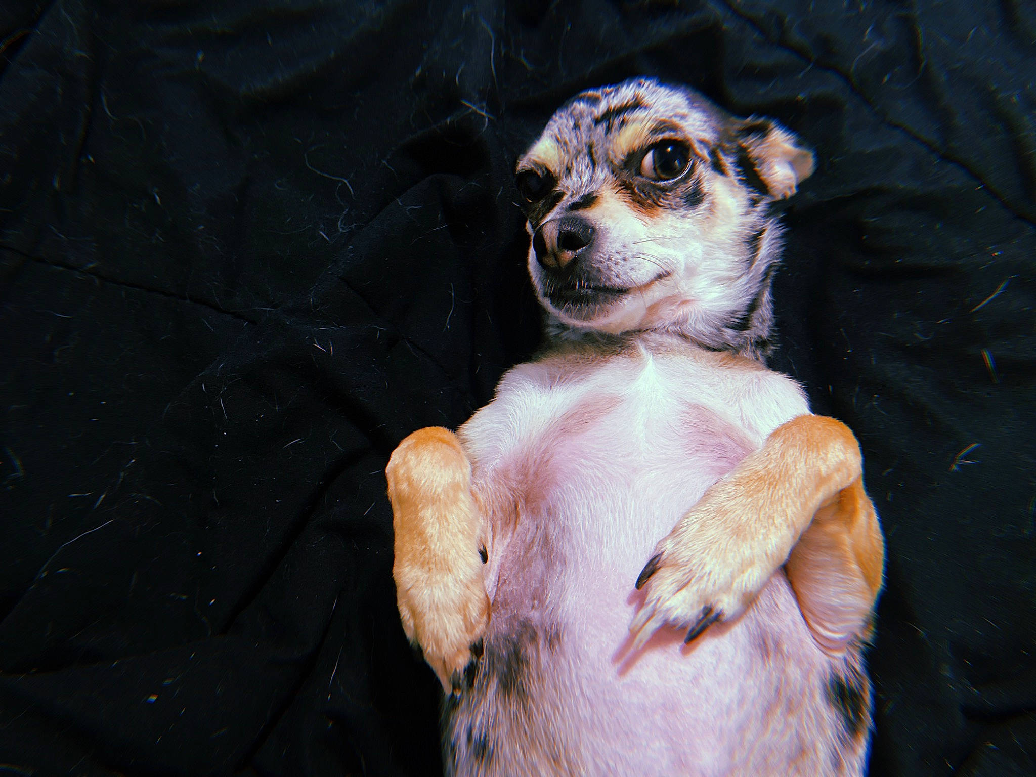 Mars is registered to the contest to win money with this photo: canidae, carnivore, chihuahua, companion_dog, dog, dog_breed, fawn, fur, liver, non_sporting_group, paw, puppy, snout, sporting_group, street_dog, tail, terrier, toy_dog, whiskers, working_animal